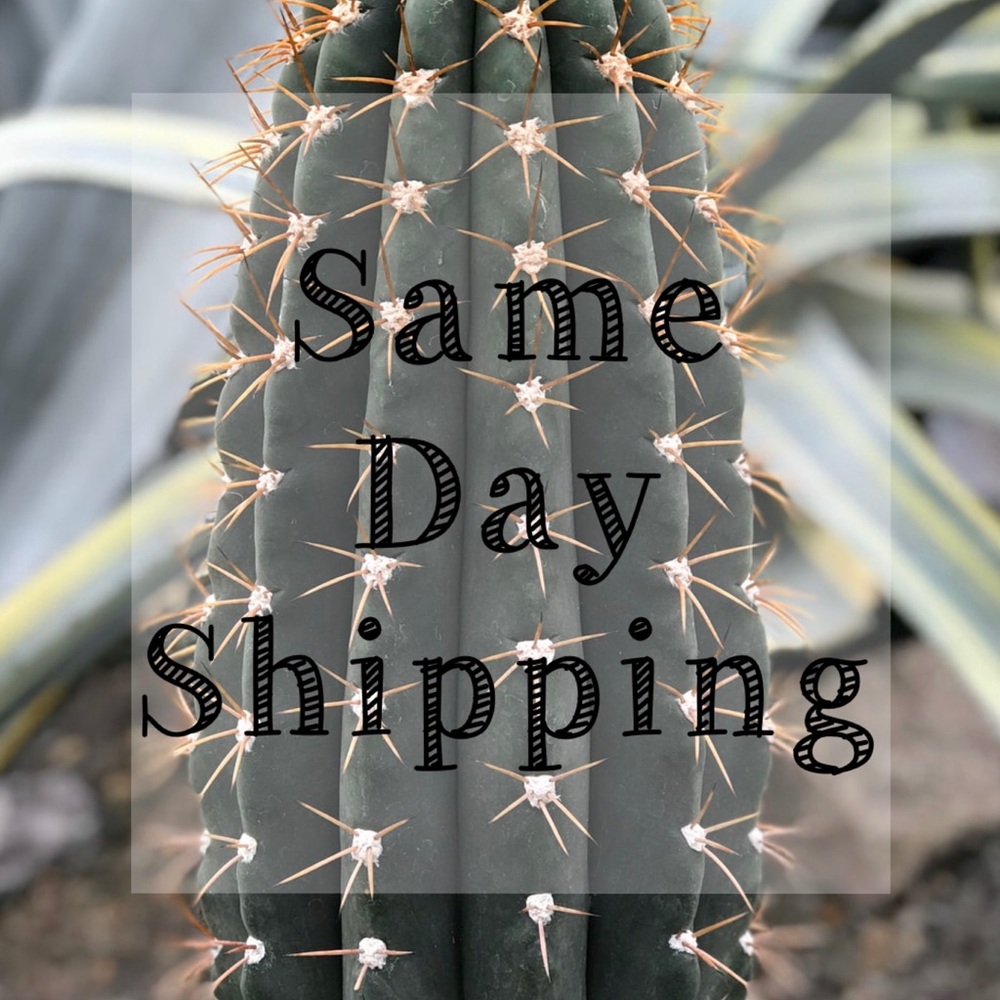 Same day shipping!